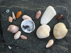 Muscheln